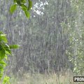 Pasha Light - Summer Rain