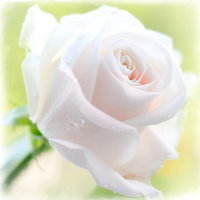 Gelvetta - White Rose (original)