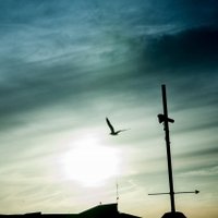 кабан - кабан – birds flying high