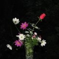 Semen Tuman - 20 ромашек + 1 роза