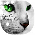 Sasha Cos - Sasha Cos - Amazing Cat ( Original Mix )