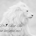 DJ TIMUR FEEL - Dj Timur Feel- white lion(special mix)