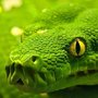 Green Snake