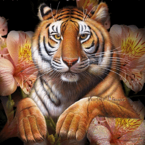 Tigra Serega